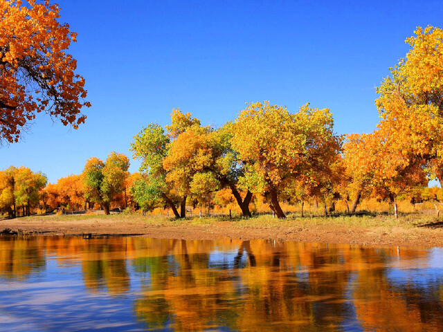额济纳旗胡杨林游玩全攻略