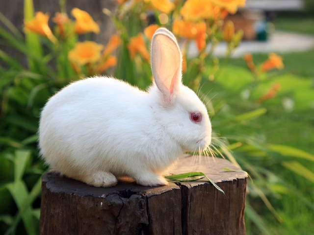 兔子| 日本大久野岛